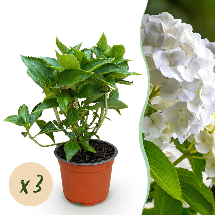 Hydrangea macrophylla Wit - Hortensia - Winterhard - Wit - 3 Planten - Pot 12cm - Hoogte Hoogte 20-30cm