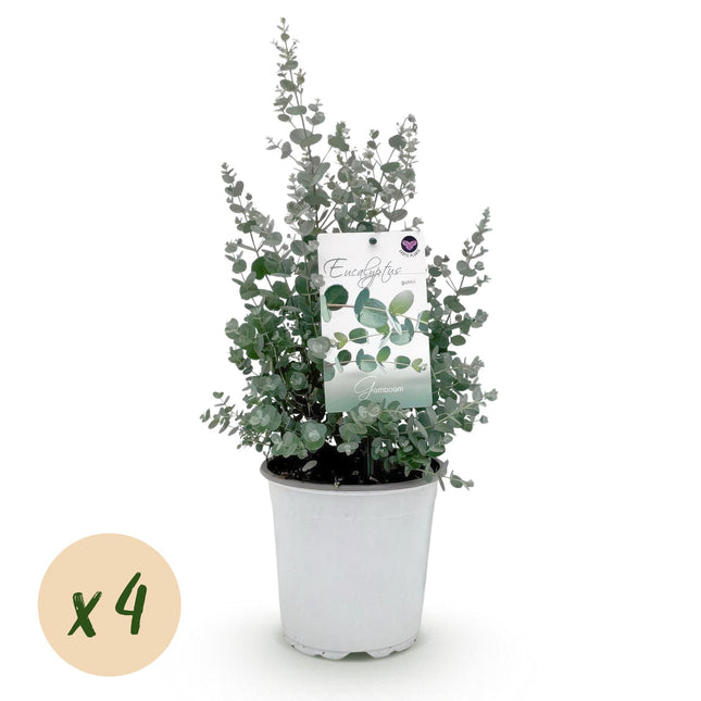 Eucalyptus tree - Eucalyptus gunni - Grey - 4x - Hardy - ↕40cm - Ø17cm