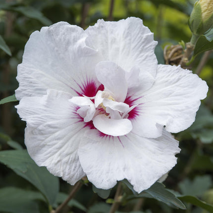 Hibiscus syriacus Starburst Chiffon® - Plante sur tige - Plante de terrasse - ↕90cm - Ø19cm