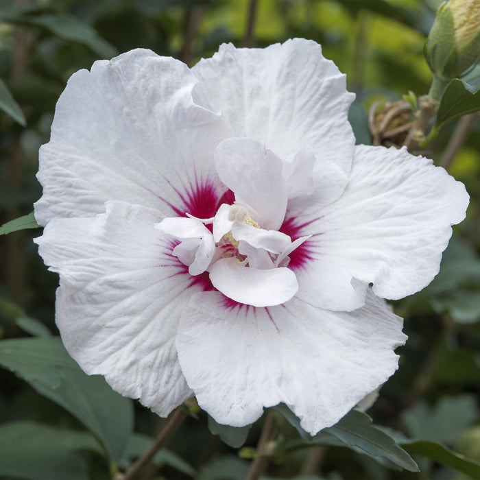 Tuinplant - Hibiscus syriacus Starburst Chiffon® - Plant op stam - Terras Plant - Bladverliezend - Weinig Onderhoud - Pot 19cm Hoogte 90cm