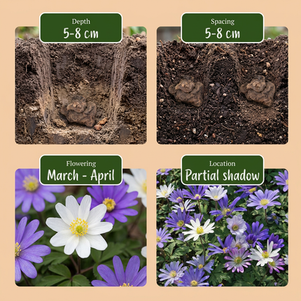50x Anemone Blanda mix - Bloembollen - Griekse anemoon mix - Diversen - Verwilderingsbol - Bolmaat 4/5