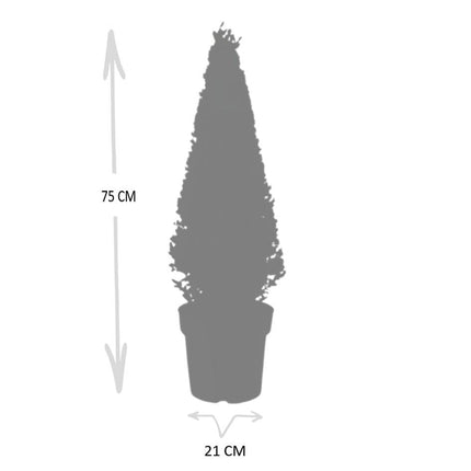Ilex pyramid - ↕55cm - Ø21cm - 1x