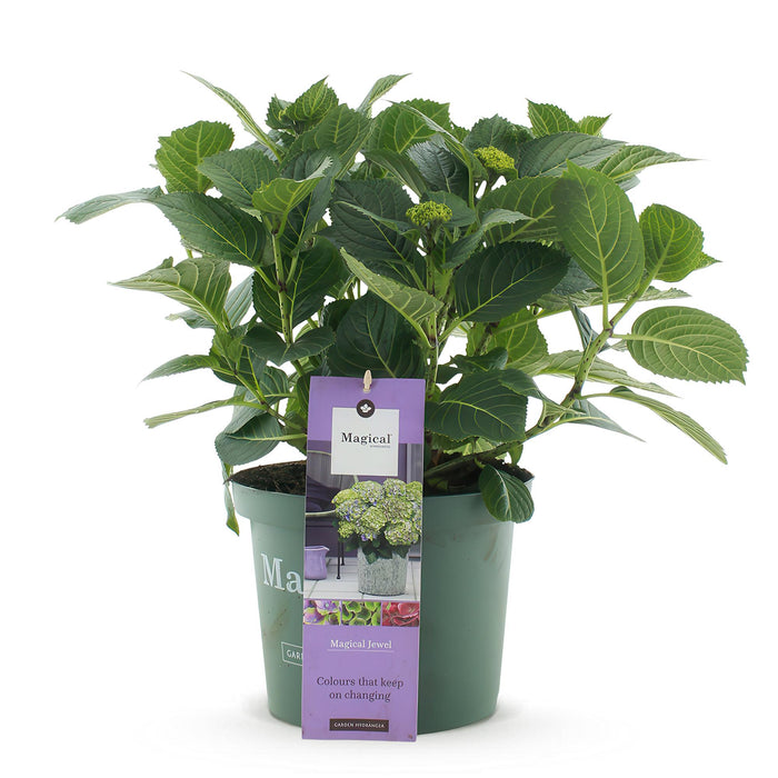 Terrasplant - Hortensia - Hydrangea Magical Jewel Blue - Blauw - 6-10 Bloemen - Pot 23cm Hoogte 55cm