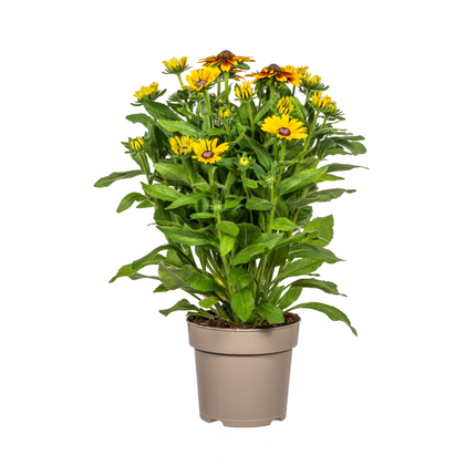 Rudbeckia Summerina - ↕45-60cm - Ø19cm