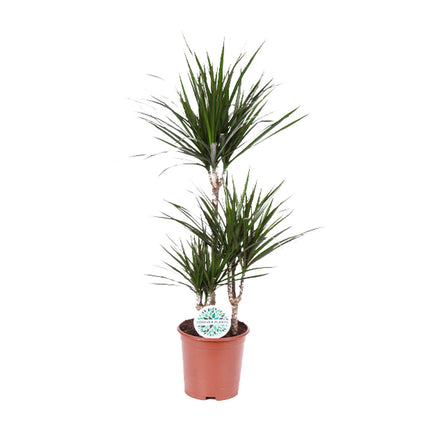Dracaena Marginata - ↕115cm - Ø21cm