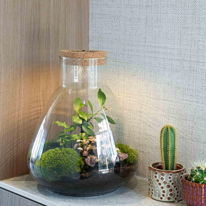'LOVE MOM' terrarium Sam + gegraveerde kurk met licht - Fles terrarium DIY kit - Ø24.5cm - ↕30cm - Moederdag