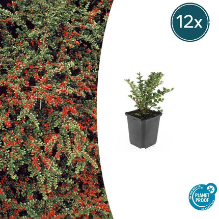 Cotoneaster horizontalis - Vlakke dwergmispel - ↕10-25cm - Ø9cm - 12x