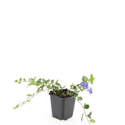 Vinca minor 'Ralph Shugert' - Kleine Maagdenpalm - ↕10-25cm - Ø9cm - 48x
