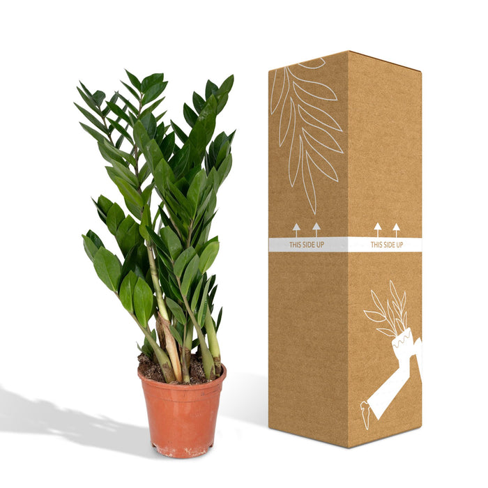 Zamioculcas Zamiifolia - ZZ Plant - ↕70cm - Ø17cm