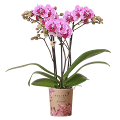 Collection image for: Orchidea viola