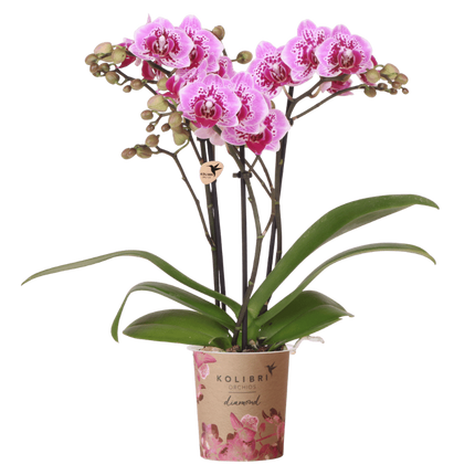 Kolibri Orchids | Roze-paarse Phalaenopsis orchidee - Diamond El Salvador - bloeiende kamerplant - vers van de kweker - Ø9cm