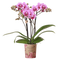 Paarse Orchidee