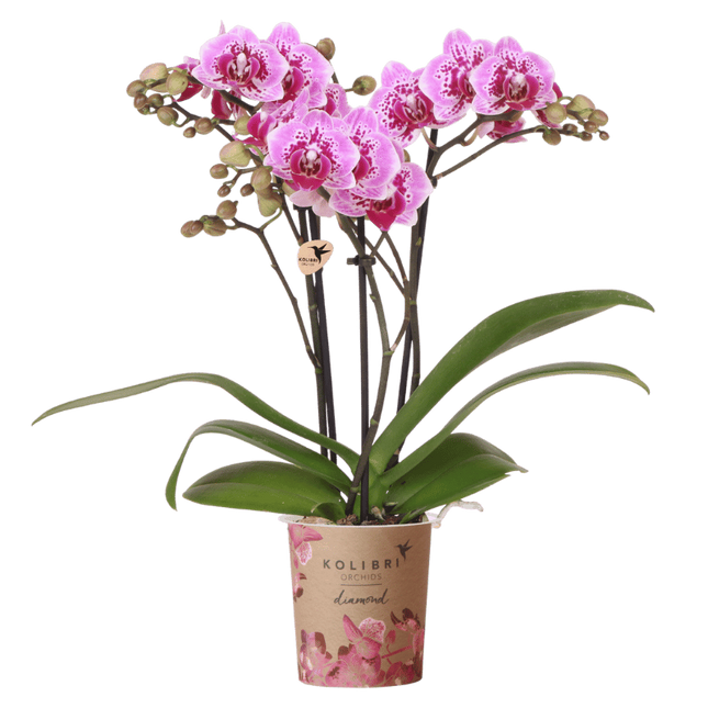 Kolibri Orchids | Roze-paarse Phalaenopsis orchidee - Diamond El Salvador - bloeiende kamerplant - vers van de kweker - Ø9cm
