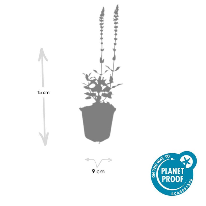 Salvia nemorosa 'Caradonna' - Bossalie - ↕10-25cm - Ø9cm - 60x