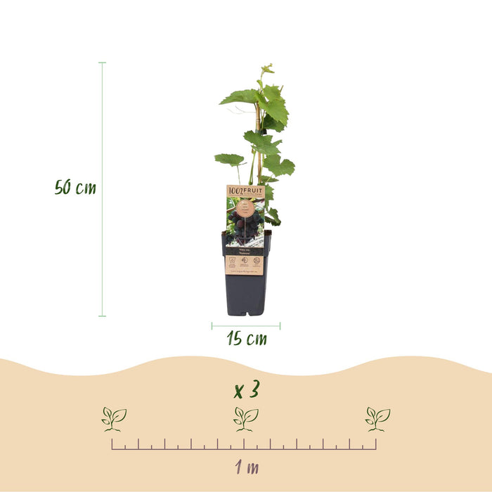 Fruitplant - Paarse Druif -  Vitis vinifera Vanessa - Pitloos - 2 planten - Pot 15cm Hoogte 50cm