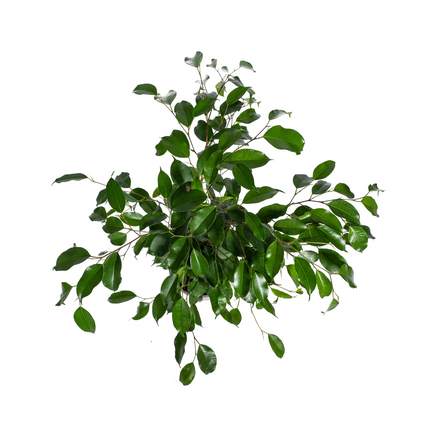 Ficus Benjamina Exotica - ↕60 - 80cm - Ø17cm