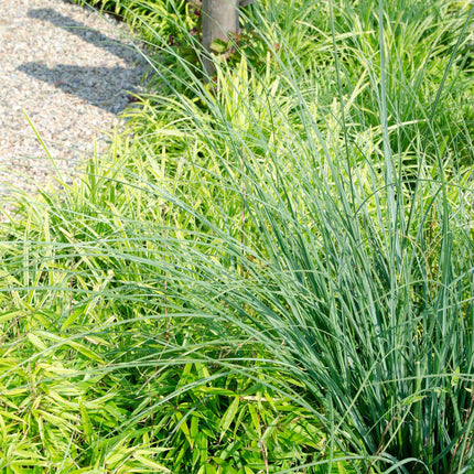 Fargesia rufa - Niet woekerende bamboe - ↕60cm - Ø19cm