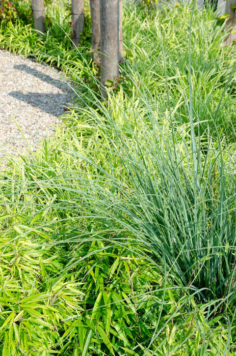 Fargesia rufa - Niet woekerende bamboe - ↕60cm - Ø19cm
