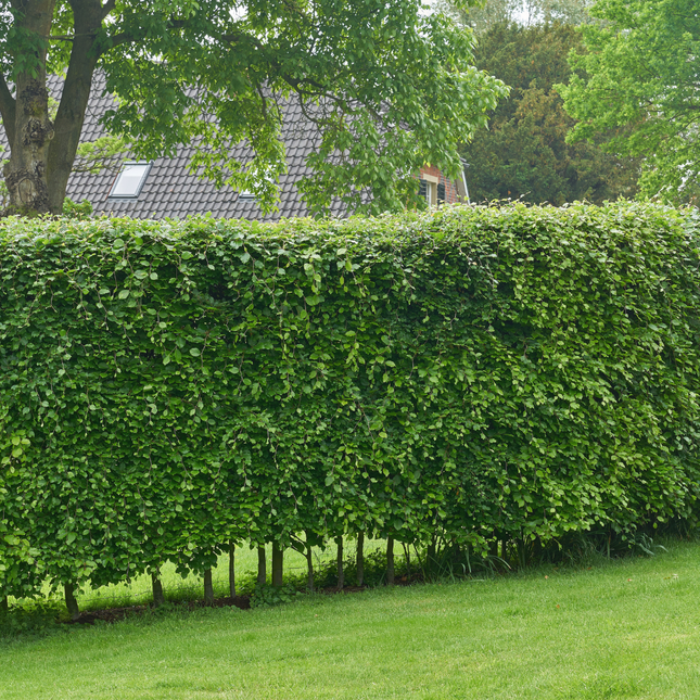 Carpinus Betulus - Haagbeuk - Palletdeal - ↕80-100cm - Ø19cm - 50x