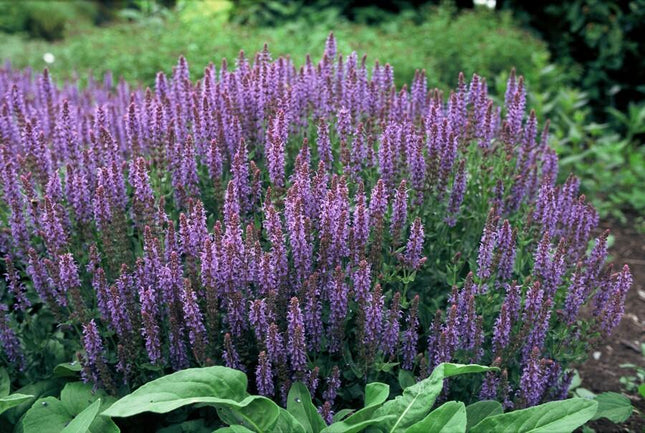 Salvia Nemorosa 'Caradonna' - Forest Sage - ↕10-25cm - Ø9cm - 12x