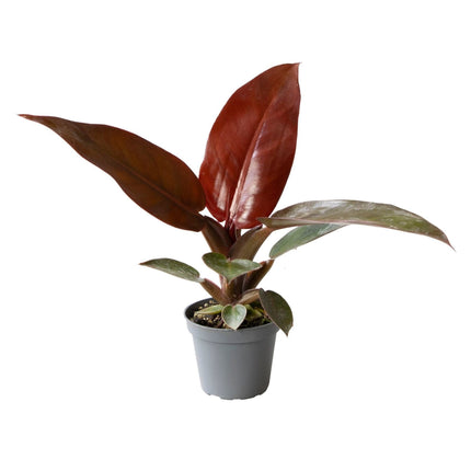 Philodendron Zonrood - Philodendron Sun Red - Groen - Rood - Roze - Tropisch - Ø6cm - ↕10cm