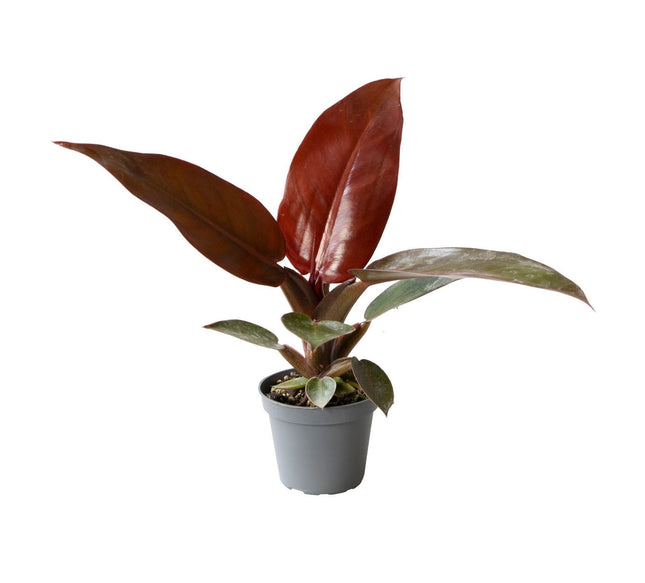 Philodendron Zonrood - Philodendron Sun Red - Groen - Rood - Roze - Tropisch - Ø6cm - ↕10cm