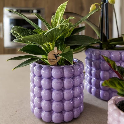 Philodendron White Measure - Kolibri Greens - Ø9cm