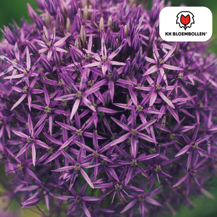 Allium Globemaster - Blomsterløg - 5x