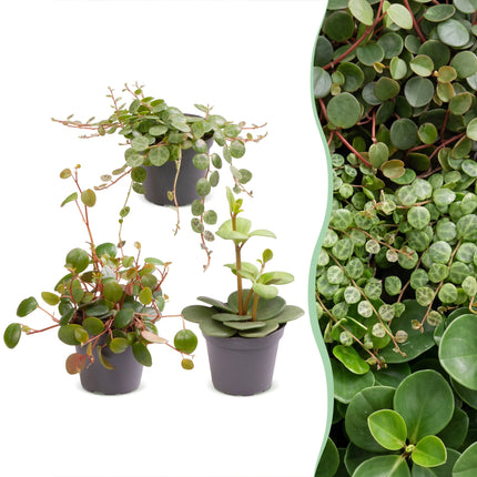 Baby Peperomia Mix 3x - Groen - Rood - Tropisch - Ø6cm - ↕5-15cm
