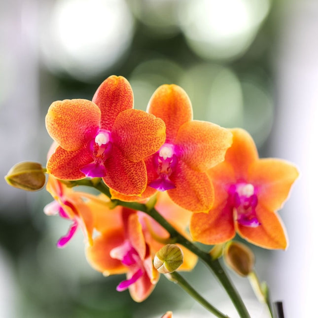 Kolibri Orchids | Combi Deal - 2 Oranje Geurende Phalaenopsis Orchideeën Fragrance Bolgheri - Ø9 cm
