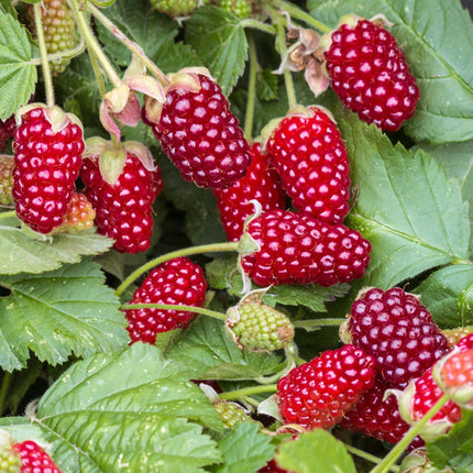 Rubus Thornless Loganberry - Blackberry - Hardy - Red Fruit - 2 Plants - 15cm Pot - Height 50cm