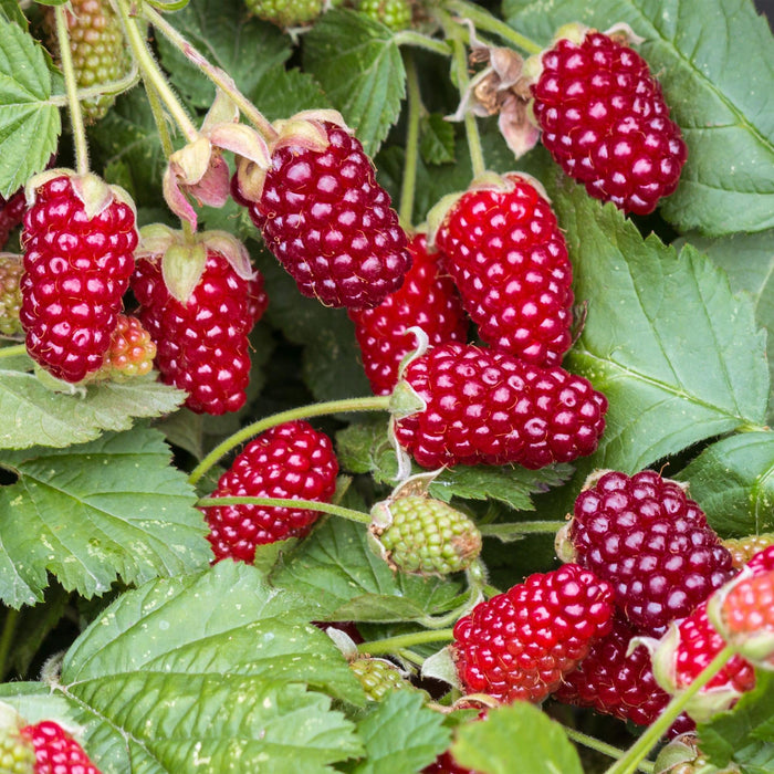 Rubus Thornless Loganberry - Braamboos - Rode Vrucht - ↕50cm - Ø15cm - 2x