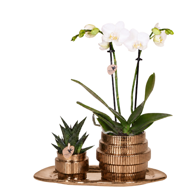 Kolibri Orchids | Gift Set Allure Shiny Brons - Witte Phalaenopsis Orchidee Mineral Amabilis & Succulent