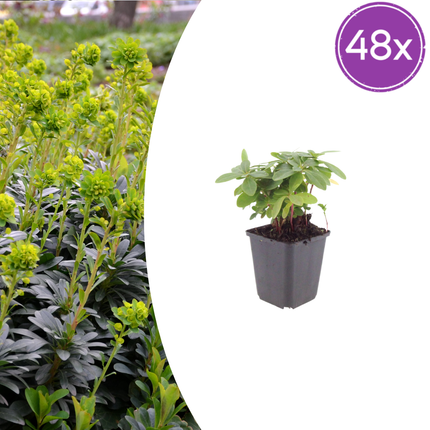 Euphorbia amygdaloides robbiae - Wolfsmelk - ↕10-25cm - Ø9cm - 48x