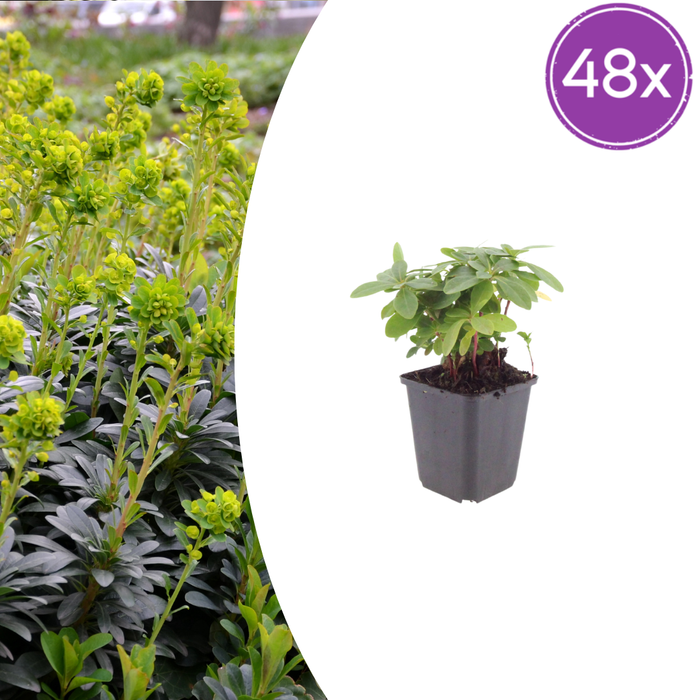 48x Euphorbia amygdal. robbiae - ↕10-25cm - Ø9cm