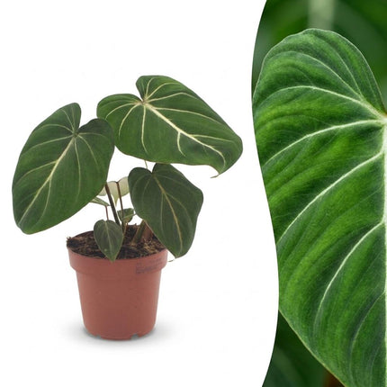 Philodendron Gloriosum - Glorie Philodendron - Pot 12cm - Hoogte - 25cm
