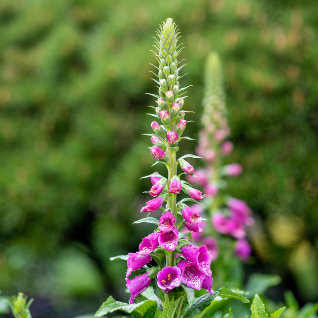 Vingerhoedskruid - Digitalis purpurea - ↕10-25cm - Ø9cm - 60x