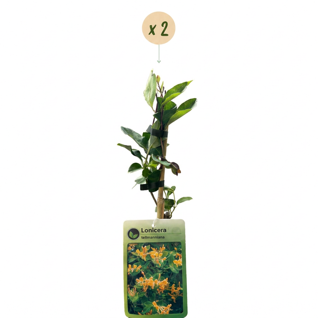 Lonicera tellmanniana - Tellmann-kamperfoelie 2x - Oranje - Geel - Klimplant - Ø9cm - ↕35cm