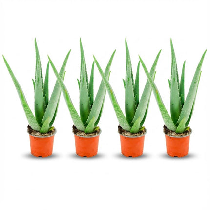 Aloes Vera - ↕35-40cm - Ø10,5cm - 4x