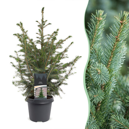 Picea omorika - Servische spar - Groen - Kerstboom - Ø23cm - ↕70cm