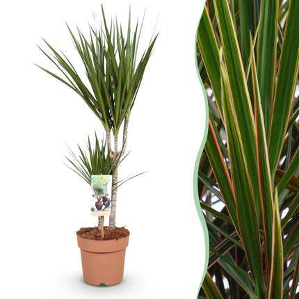 Dracaena Marginata – Drachenbaum – Topf 17 cm – Höhe 70–80 cm