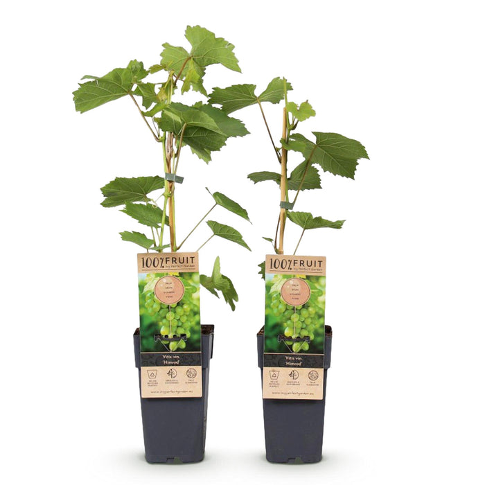 Fruitplant - Witte Druif -  Vitis vinifera Himrod - Pitloos - 2 planten - Pot 15cm Hoogte 50cm
