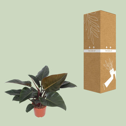 Philodendron Congo Red - ↕80cm - Ø27cm