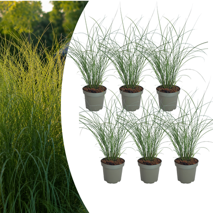 Miscanthus sinensis ‘Gracillimus’ – Chinees Prachtriet - Ø12cm - 6x