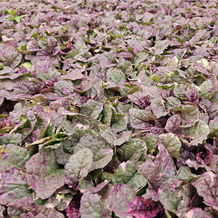 Ajuga reptans 'Burgundy Glow' - Kruipend Zenegroen - ↕10-25cm - Ø9cm - 12x