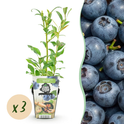 Mirtillo - Vaccinium corymbossum Northland - Mirtillo - Ø9cm - 3x