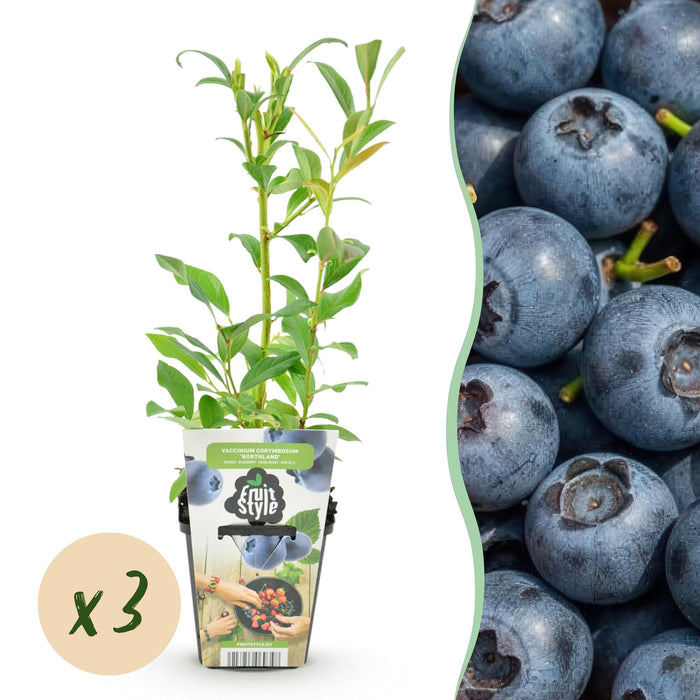 Myrtille - Vaccinium corymbossum Northland - Rustique - 3 plants - Pot de 9 cm - Myrtille
