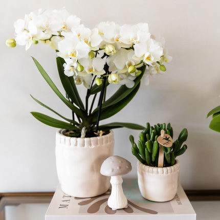 Kolibri Orchids | Combi Deal - 2 Witte Phalaenopsis Orchideeën Blossom Zurich - Ø9 cm