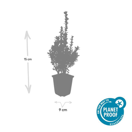 Buxus Sempervirens - ↕10-25cm - Ø9cm - 6x