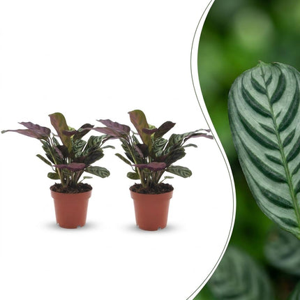 Ctenanthe Burle Marxii - Visgraatplant - 2x - Pot 12cm - Hoogte - 30cm